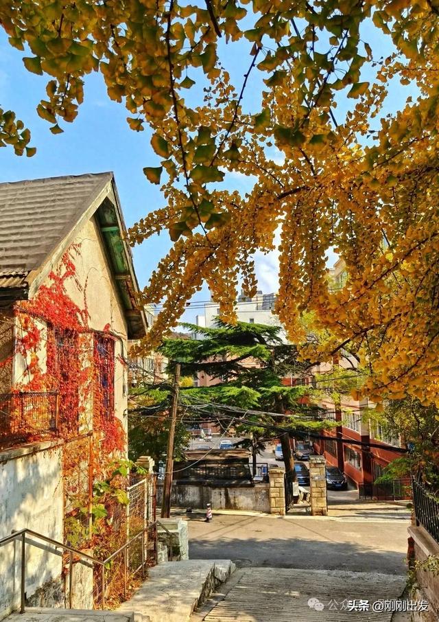 大连网红老街这棵银杏树火了，快来打卡吧