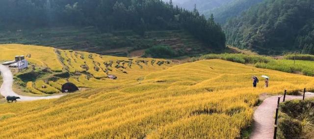在连山，如何让一片梯田重获新生