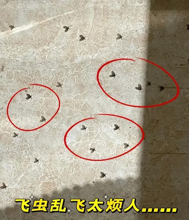 家里有很多黑色的小飞虫怎么办（家里到处都是小飞虫教你简单3招）