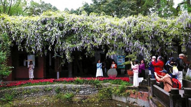 【美丽四川】桂湖之忆‖何一东