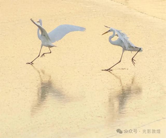 初冬,敦煌党河风情线白鹭翩跹