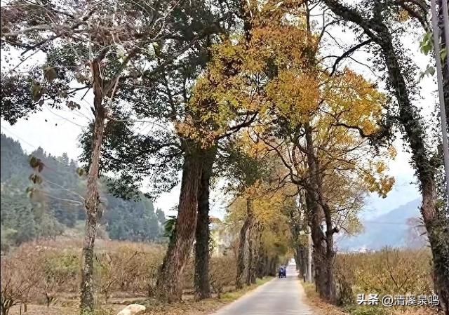 桕叶燃秋，乡愁藏白——记醉美横坑乡道的七彩乌桕