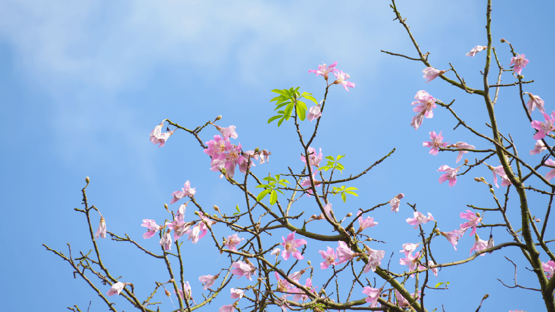 天气正好、花正开，去看粉色的东莞！