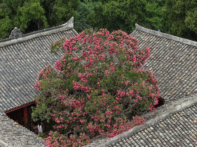 图集丨穿越南北朝的浪漫 剑门关千年紫薇花开成瀑