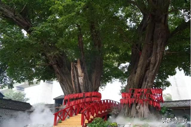 欣赏华夏千年古榕婆娑多姿，感悟人文积淀世代相传