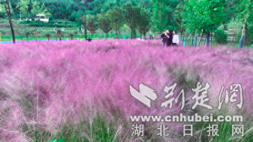 郧西县“粉黛”盛放引客来