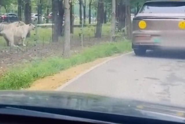 游客在猛兽区下车，遭老虎跟随