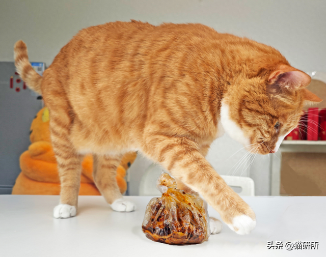 catworld游戏攻略（猫咪为什么在食物旁做出埋屎动作）