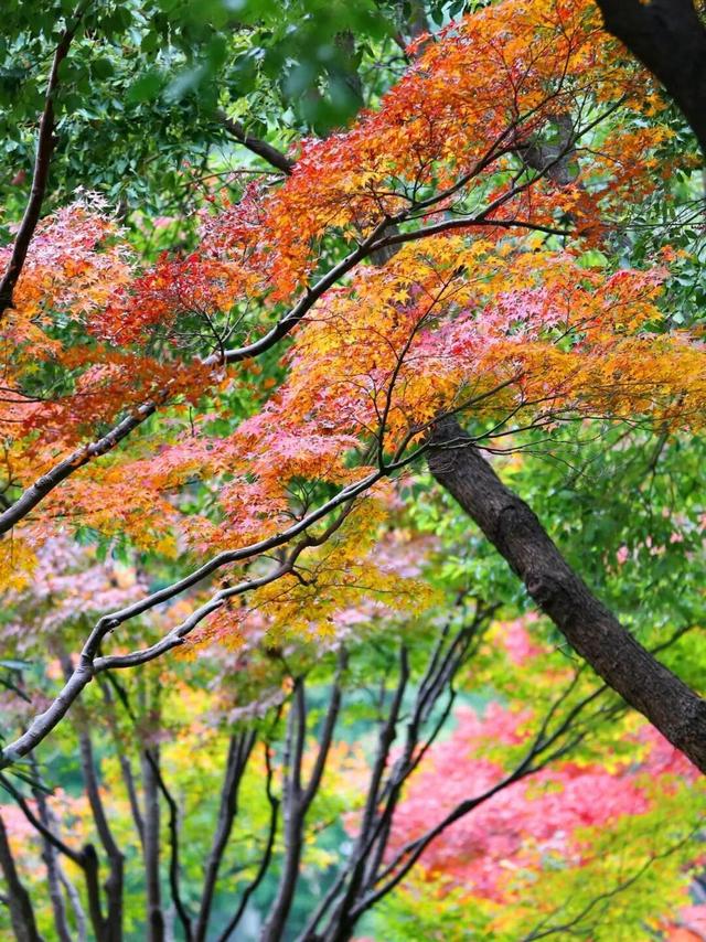 在上海市区的免费公园，一棵五彩树就是一场盛大的秋天！