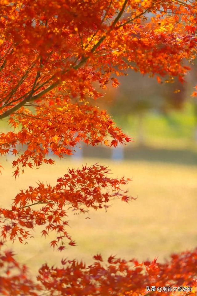 【乐游烟台】提前码住!烟台“红色浪潮”即将返场!