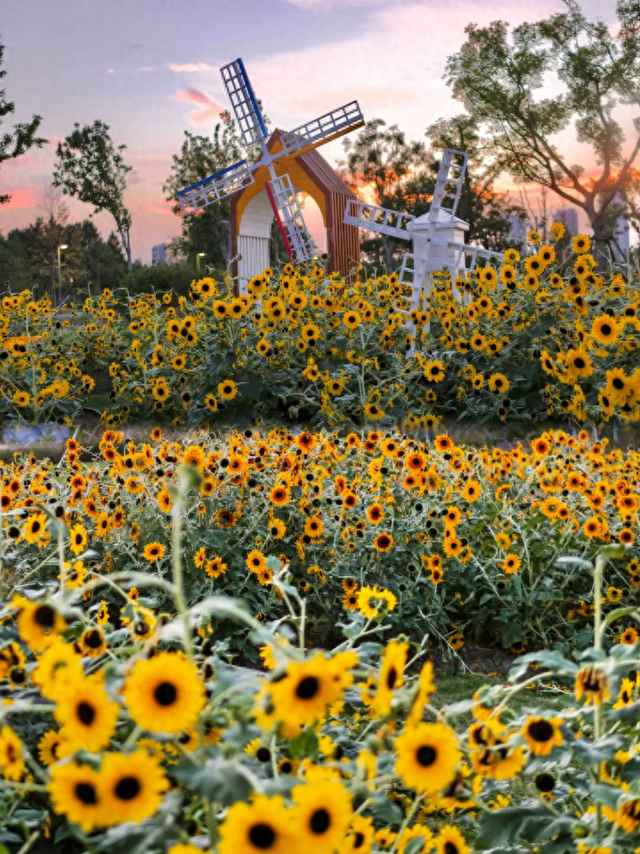 向日葵花海、满园桂花香！上海这个免费公园秋日氛围拉满→