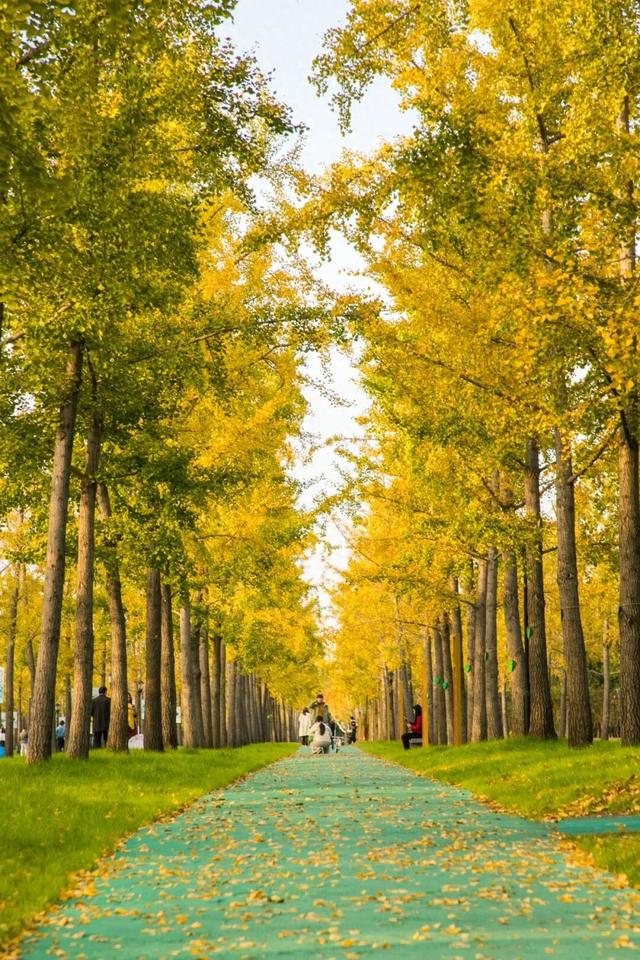 开始黄了，宋夹城“寻金季”正在上线！