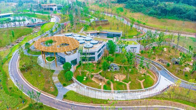 到绵阳赴一场与大熊猫的“约会”丨市州观察