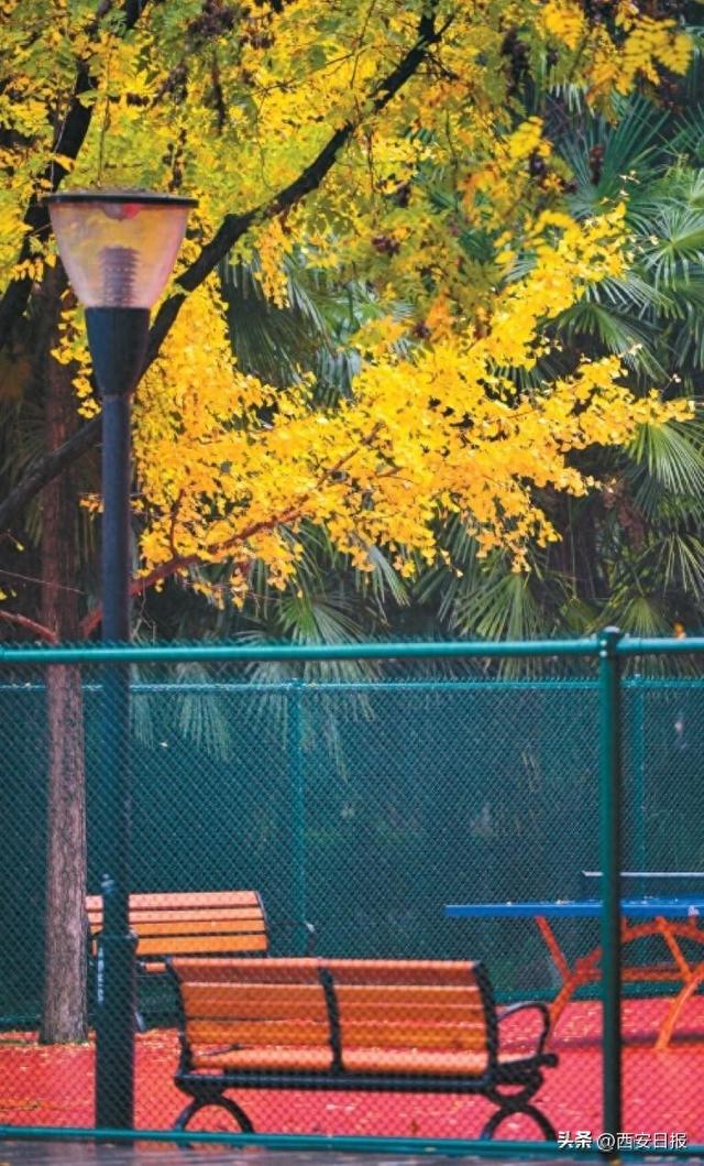 “秋与城的交响”