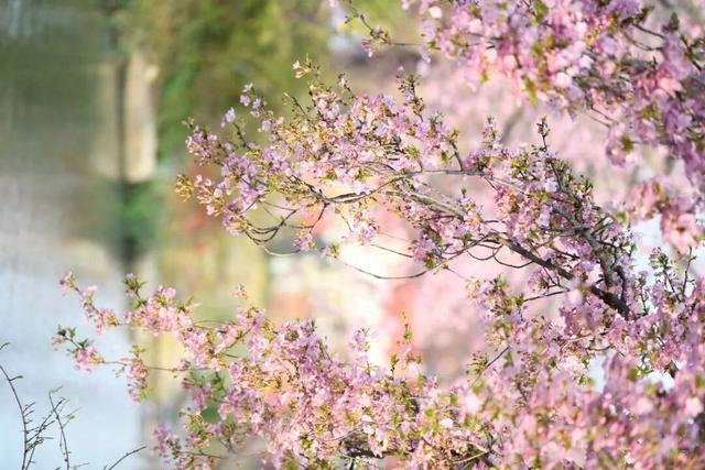 清晨7点的鼋头渚，美爆了