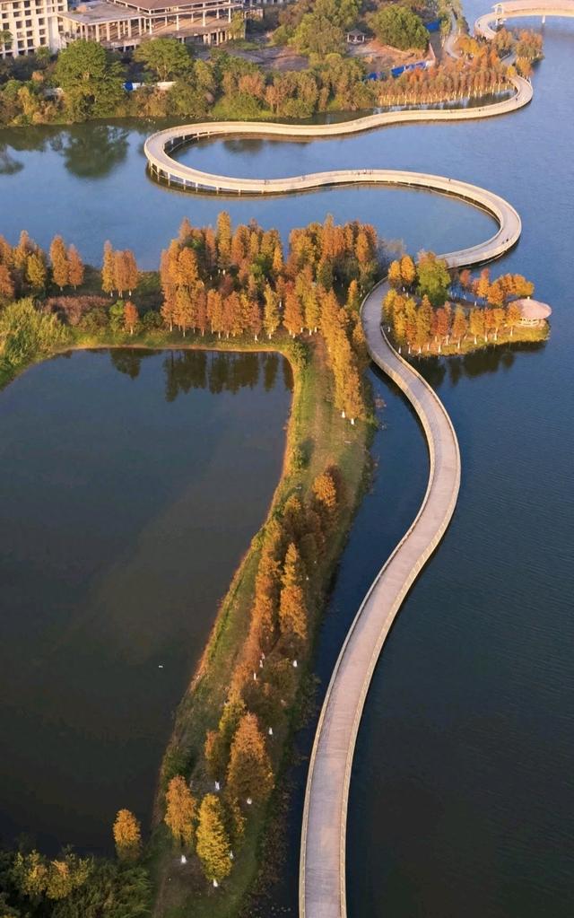 多图｜“醉”美企石！这里的落羽杉“红”了