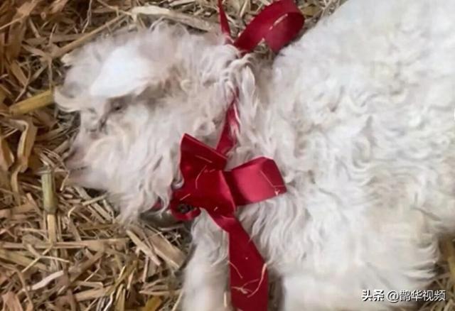 宁夏一小羊因装死走红，有人出价13万购买	，羊主人：不卖，想借它的热度让大家了解家乡的羊肉、枸杞和八宝茶
