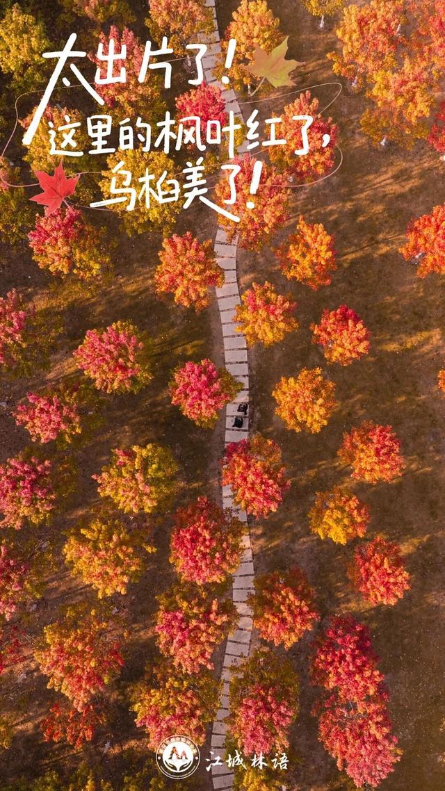 太出片了！这里的枫叶红了，乌桕美了！网友：原来武汉的秋天这么多情！