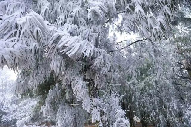 一眼沦陷！寻甸绝美雾凇胜景