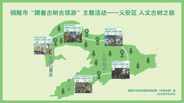 安徽铜陵让古树变得可见可参与（古树名木·最美中国记忆）