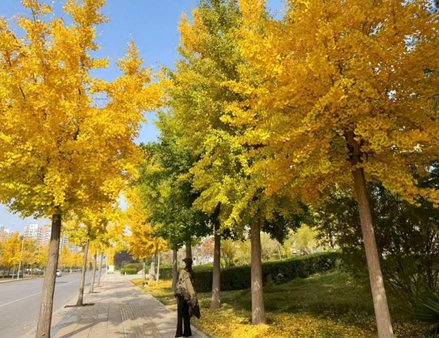 【潍坊寿光】银杏树进入最佳观赏期