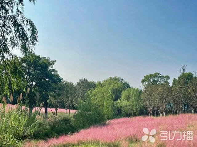 这个项目暂歇升级！不过，大阳山还有这些秋日浪漫→