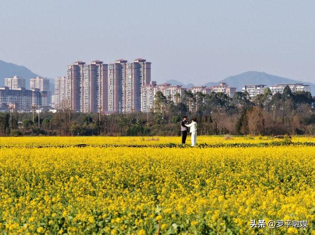 罗平：油菜花梯次绽放 向人们发出春天的邀请