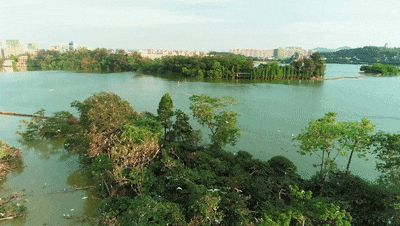 万鸟归巢的胜景，在肇庆也能看到！