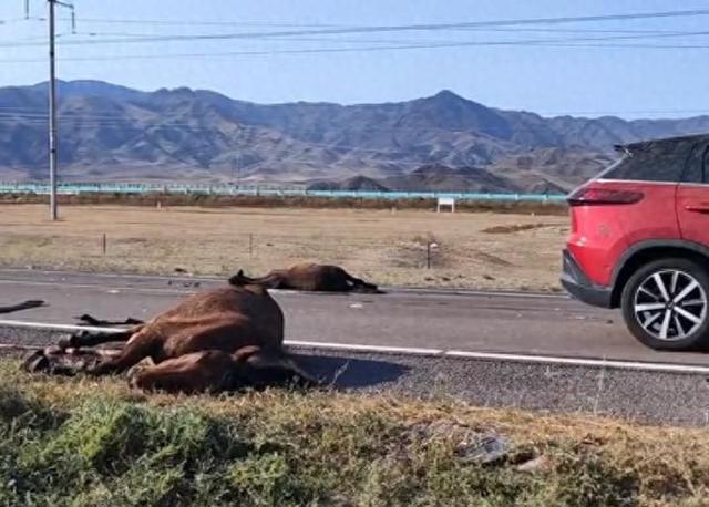 游客自驾撞到马群致6匹马死亡，称自费修车赔马压力大，且马群占据国道马主人也应担责