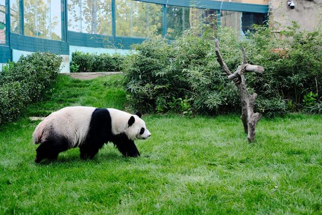 天津光合谷度假区，从萌宠互动到魔幻世界，京津冀亲子游新地标