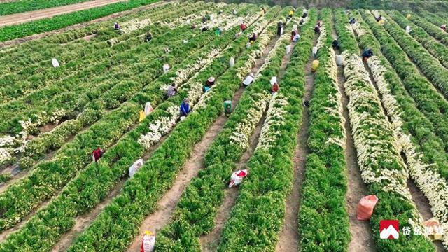 文化中国行丨寒露时节探访范镇：菊花绽放韵味悠长