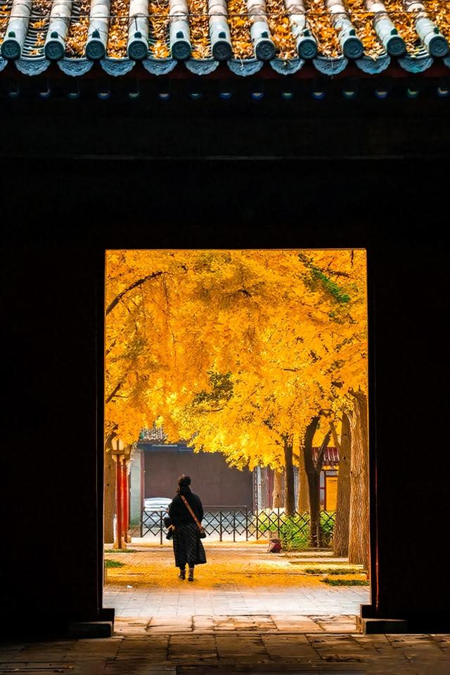 北京最爱的秋日清幽之地，曾经最高学府国子监，金黄的银杏美爆了