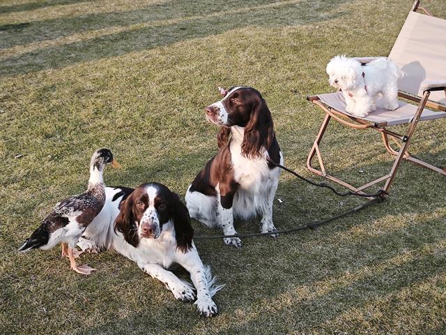 阳光、草地、清风……都不要钱，却无价