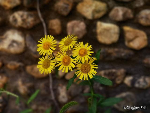 退休后，我靠这“三不”原则，把日子过成了诗