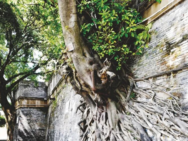 南宁故事 | 百米古城墙 斑驳青砖记岁月历史——南宁市区唯一保留下来的古城墙