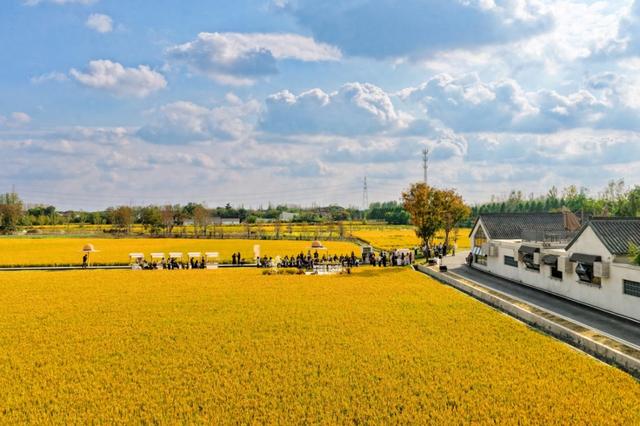 美哭！扬州稻田绝美秋景别错过～