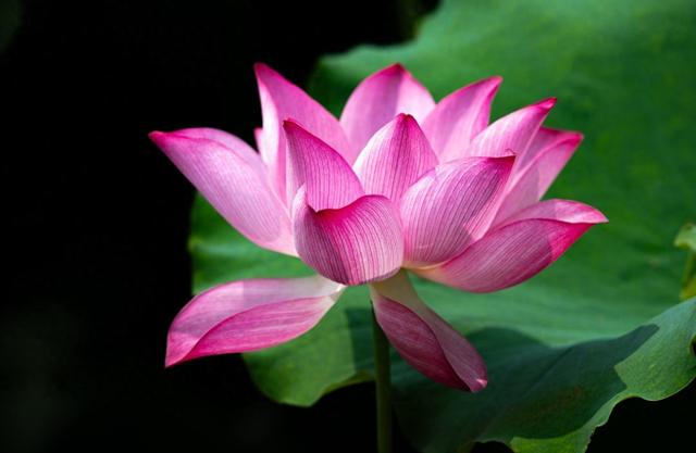 北海公园的荷花有很大的不同，美艳动人