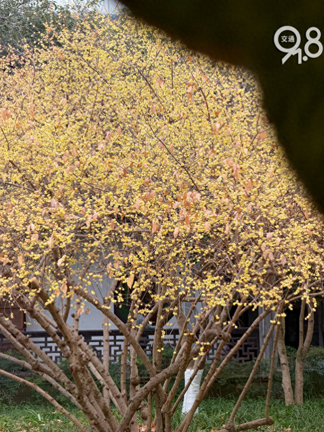 杭州冬日限定“顶流”蜡梅正盛！网友：香气隔着屏幕溢出来了