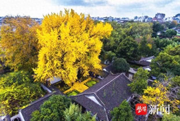 扬州“银杏季”文化月来了，来围观感受秋叶之静美非遗之魅力吧