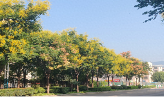 泰安栾树披“金”挂“红”，街巷秋色如画