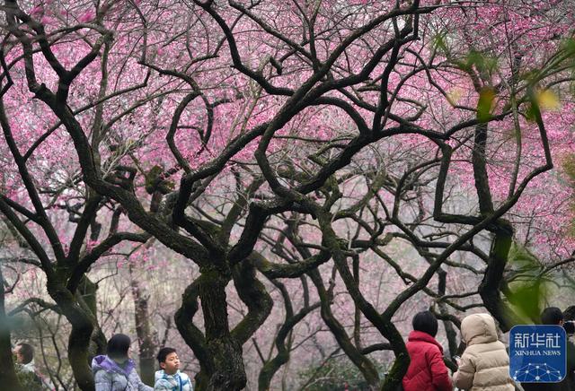 在杭州，路过“树”的浪漫