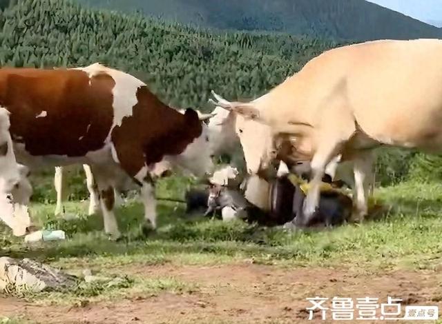 壹点号·热评|牛群失控的启示：文明旅游不应是选择性遵守的规则