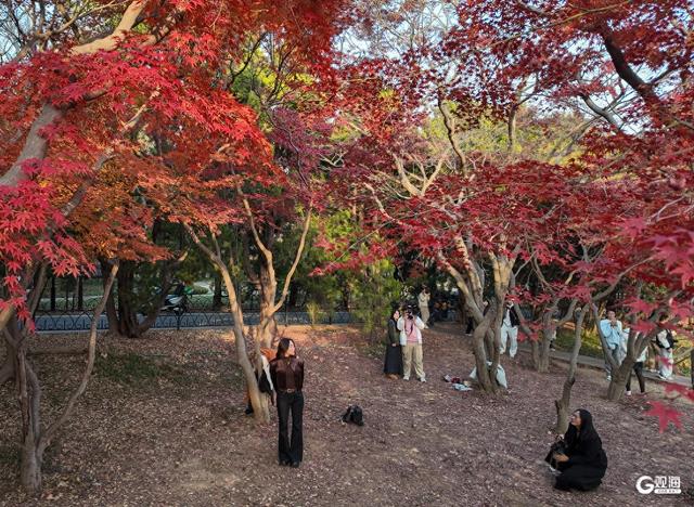 速来打卡！青岛限定“枫景”即将落幕