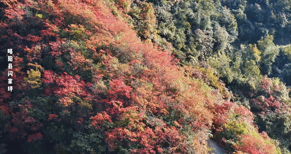 立冬别“猫冬”！来略阳赴一场红叶的约会！🤳