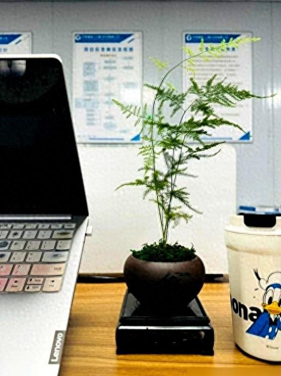 “阴花不能进阳宅”。家里若有这5种花,请赶紧“搬出去”！