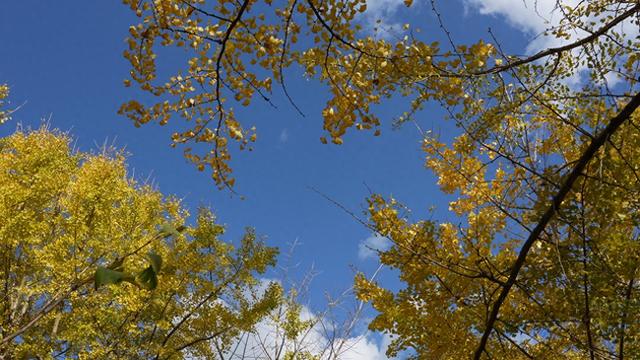 腾冲银杏村，迎来最佳观赏季！