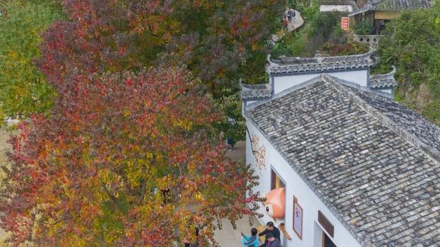 红叶如火，塔川正浓 | 皖美冬日 | 第十五届安徽国际文化旅游节