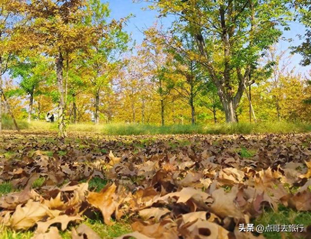 成都市区4大枫叶观赏地，彩林超惊艳，都不要门票，公交车可达！