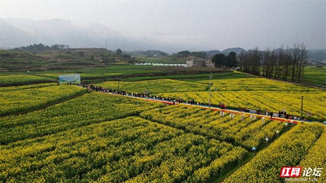 赴一场春日约会：在铜湾，被金色花海和温柔旋律同时拥抱