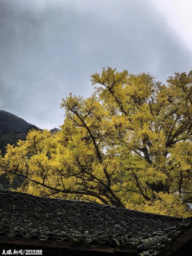 汇川:一颗古树的金色浪漫